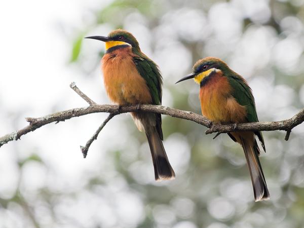 <h3><a href="/trips/tanzania/biota/animalia/chordata/aves/037 coraciiformes/006 meropidae/merops oreobates/merops oreobates-nl.html">Merops&nbsp;oreobates</a> / Cinnamon‑chested&nbsp;bee‑eater / Bergbijeneter</h3>OM-1 Mark II met OLYMPUS M.150-400mm F4.5, 1/2000 sec  bij F4.5, ISO 4000, afstand 13.3&nbsp;m